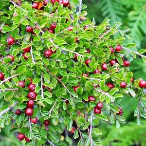 Cotoneaster adpressus, Creeping Cotoneaster, Deciduous Shrub, Hardy Shrub, Shrub with berries, Red Berries, Groundcover